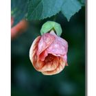 ABUTILON