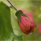 ~~Abutilon~~