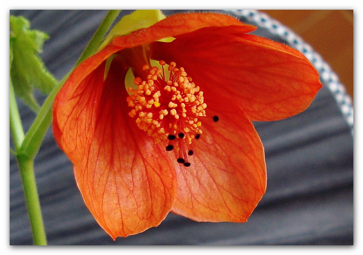 Abutilon