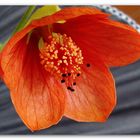 Abutilon