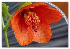 Abutilon