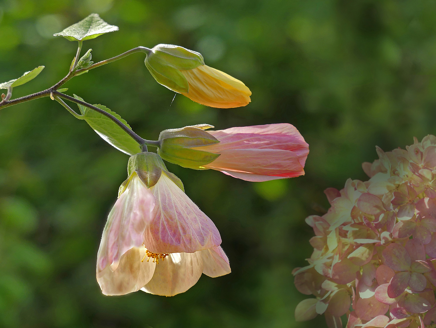 Abutilon