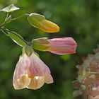 Abutilon