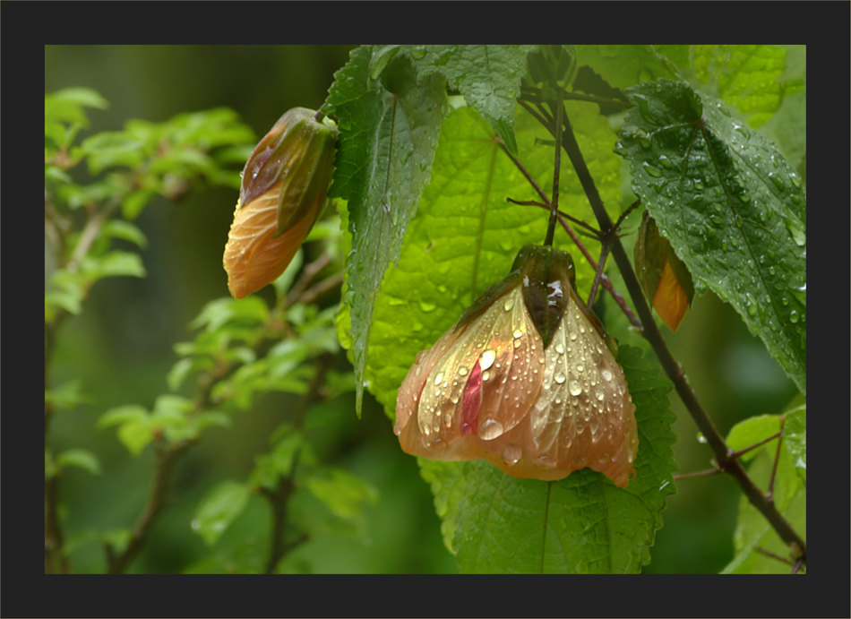 Abutilon