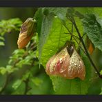 Abutilon