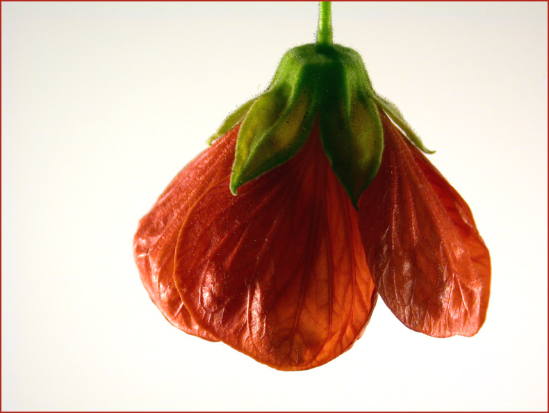 Abutilon