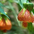 Abutilon