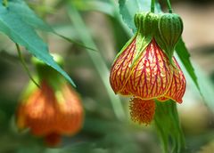 Abutilon