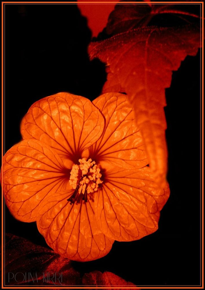 Abutilon