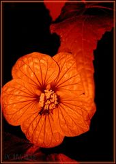 Abutilon