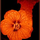 Abutilon