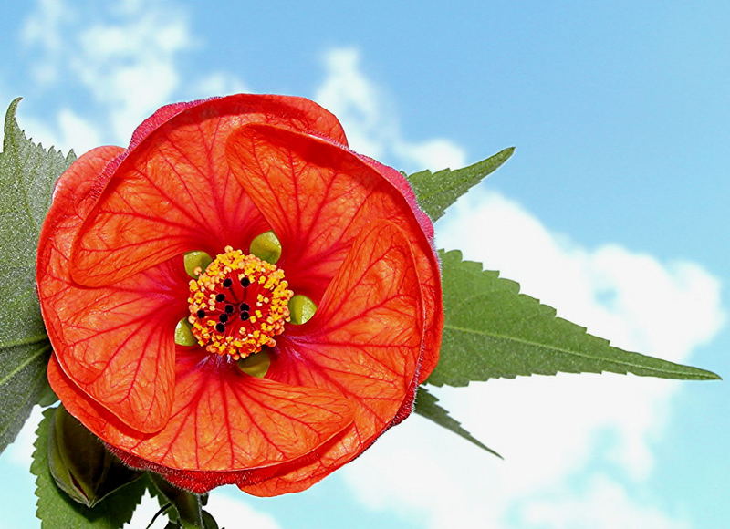 Abutilon