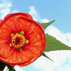 Abutilon