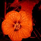 Abutilon