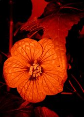 Abutilon