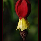 Abutilon megapotamicum