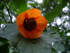 Abutilon megapotamicum