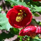 Abutilon mit Durchblick