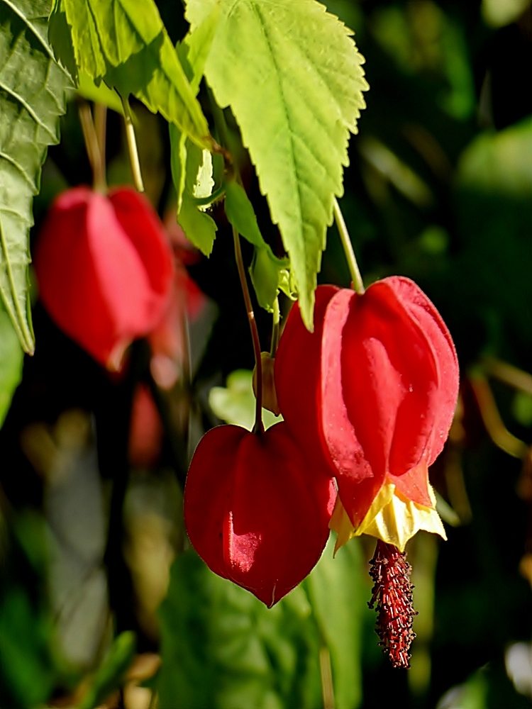 Abutilon oder . . .