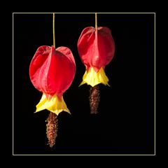 Abutilon Pflanze