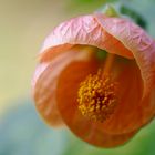 Abutilon (Schönmalve)