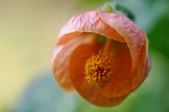 Abutilon (Schönmalve)