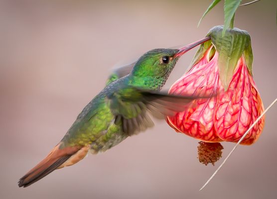 Abutilon - Schönmalve