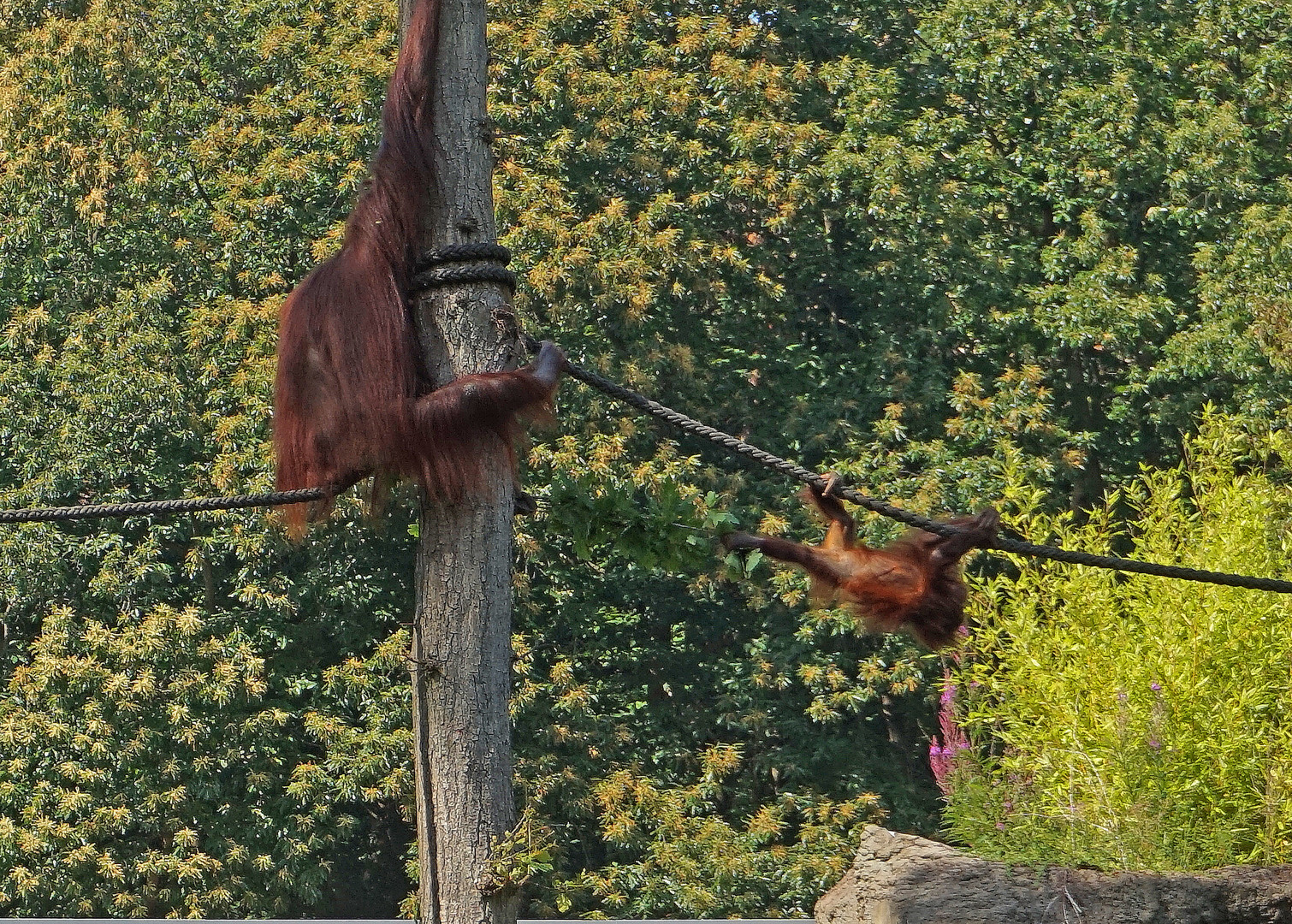 Ab,vom Baum,hörst Du?