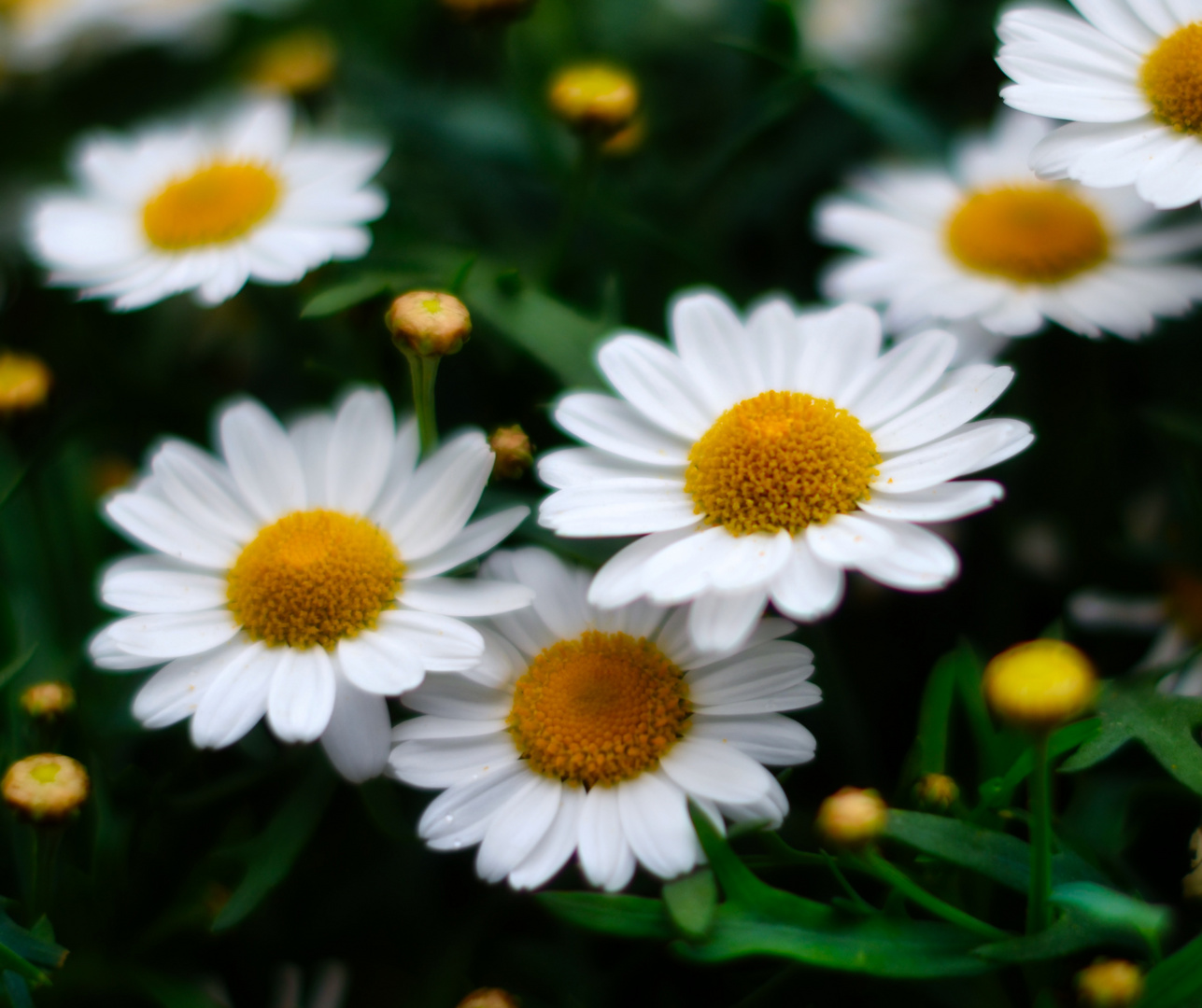 Abwandlung von Gänseblümchen....