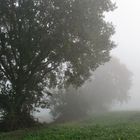 Abwarten - im Nebel