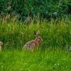 "ABWARTEN UND GRAS FRESSEN" - was sonst   (ISO 2500)