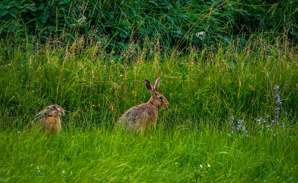 "ABWARTEN UND GRAS FRESSEN" - was sonst   (ISO 2500)