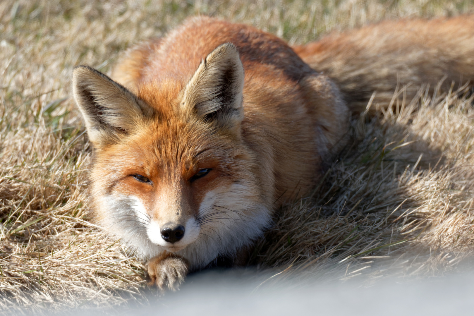 Abwartend... Fuchs (Vulpes vulpes)