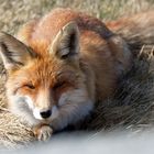 Abwartend... Fuchs (Vulpes vulpes)