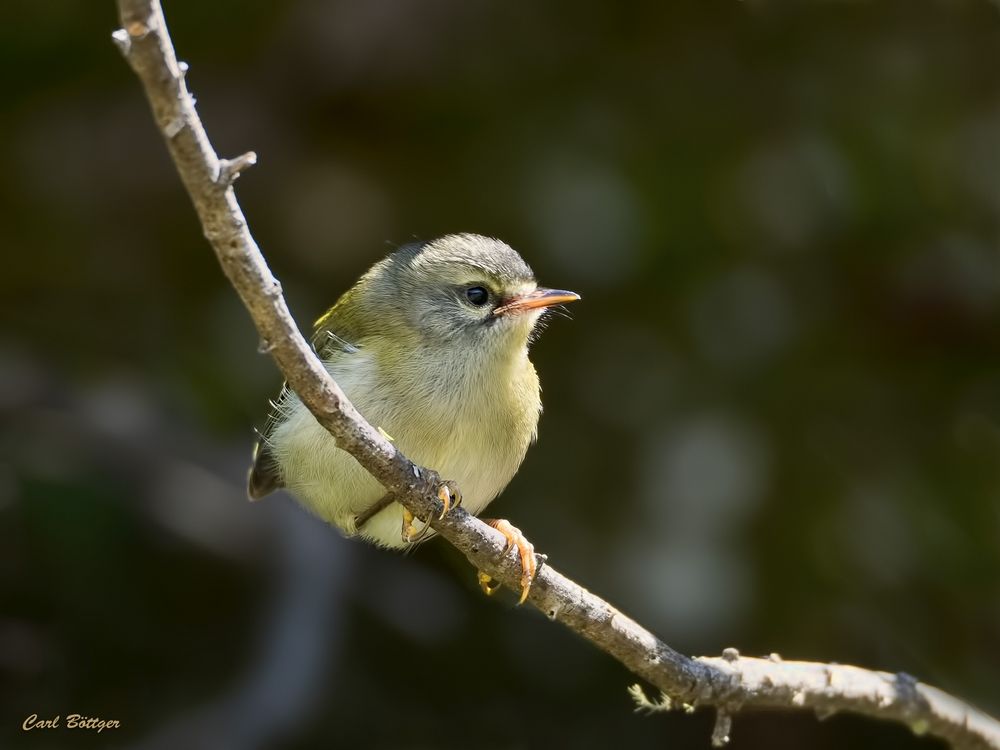 Abwartend - junges Madeira-Goldhähnchen