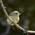 Abwartend - junges Madeira-Goldhähnchen