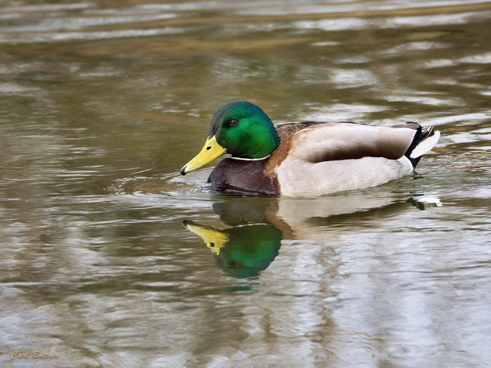 Abwartend - Stockente