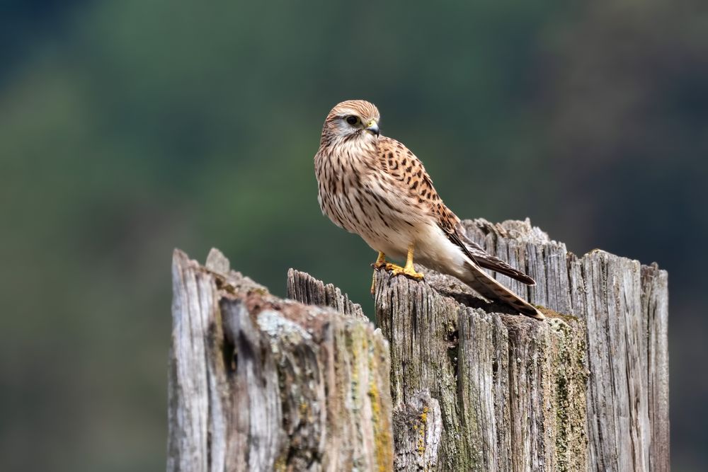 Abwartend   -   Turmfalke