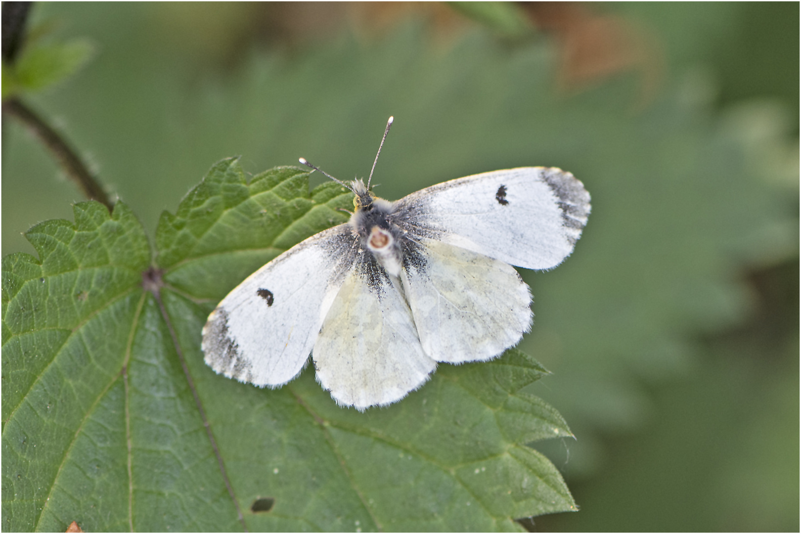 Abwehr oder Angebot? Dieser weibliche Aurorafalter (Anthocharis cardamines) . . .