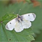 Abwehr oder Angebot? Dieser weibliche Aurorafalter (Anthocharis cardamines) . . .