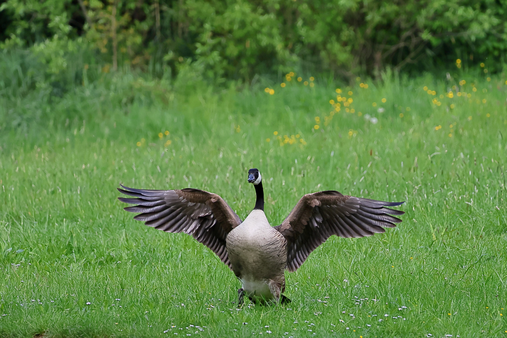 Abwehr oder Angriff