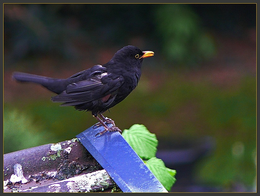 abwehrbereit (2)