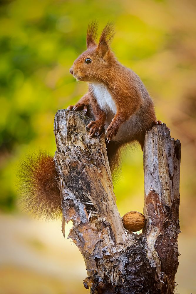 Abwehrbereites Hörnchen