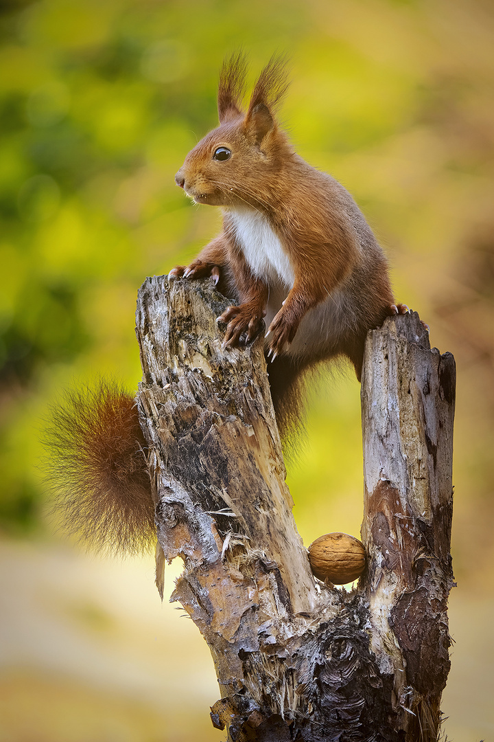 Abwehrbereites Hörnchen