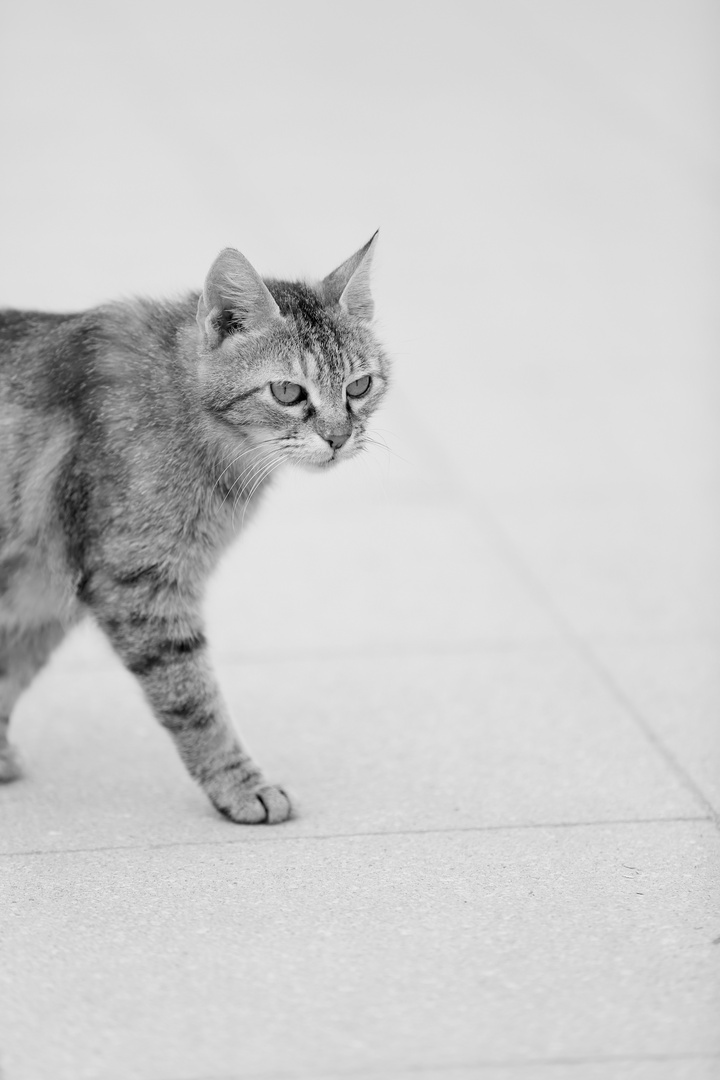 Abyssinian Cat - BW Version