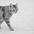 Abyssinian Cat - BW Version