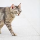 Abyssinian Cat in the Sun