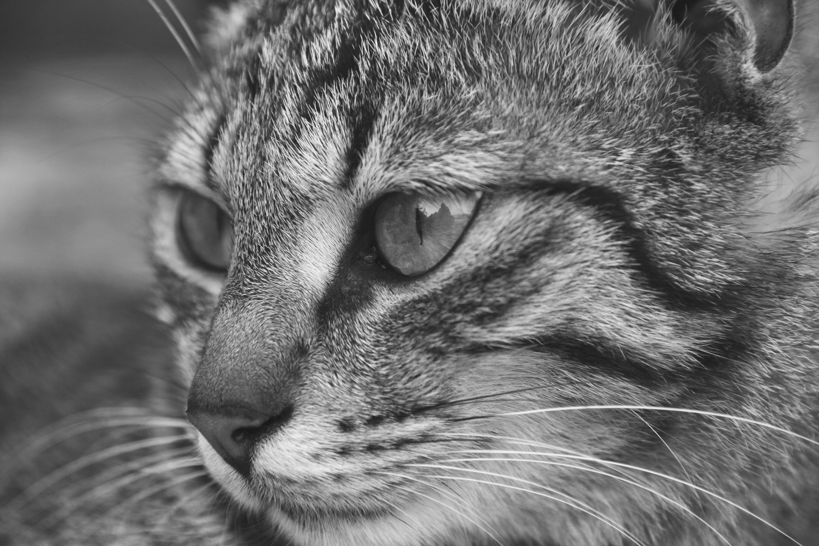 Abyssinian Cat Portrait - BW Version