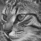 Abyssinian Cat Portrait - BW Version