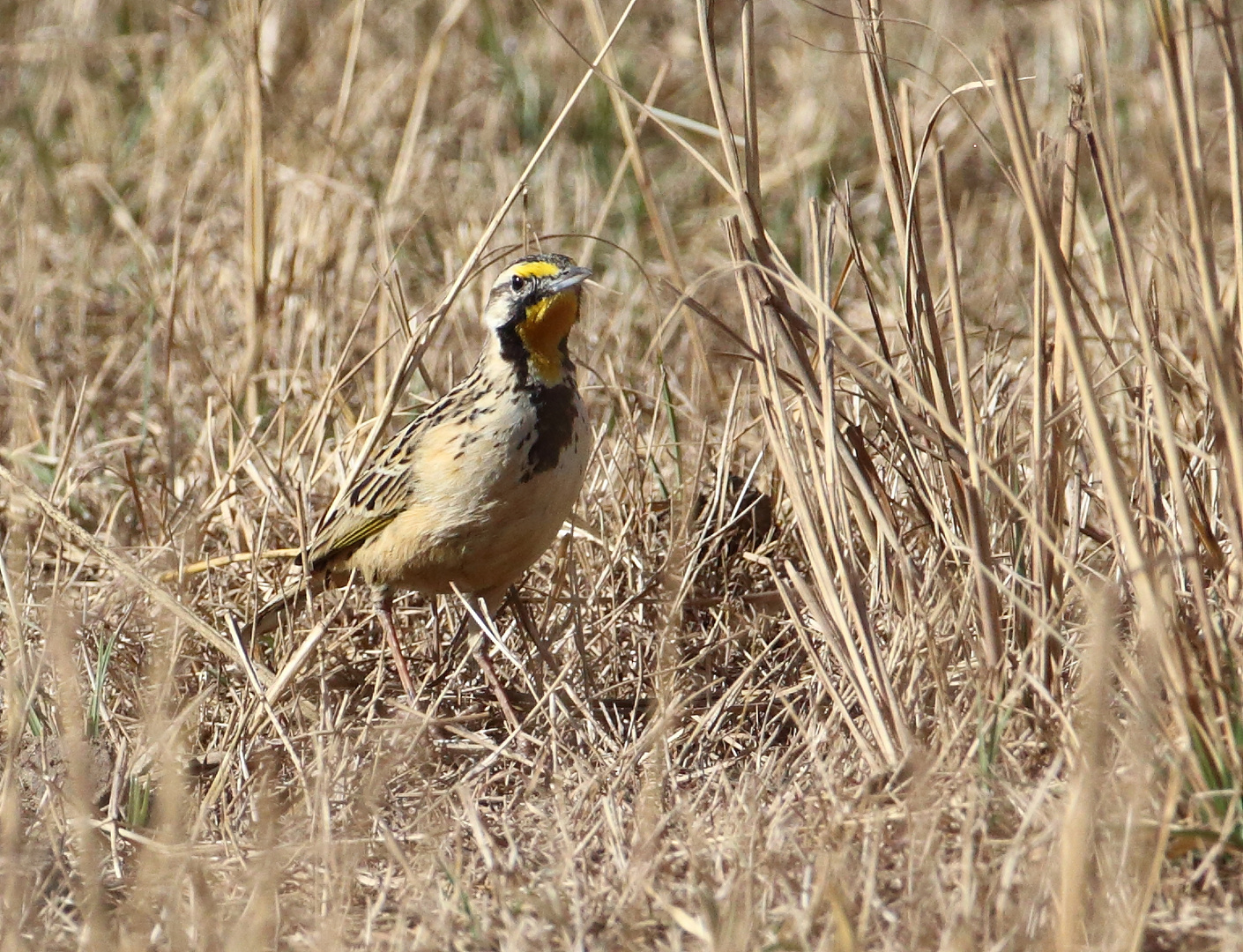 Abyssinian Longclaw, Goldhalspieper